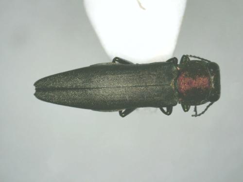 Agrilus sp.